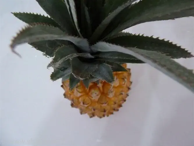 Ananas victoria frais