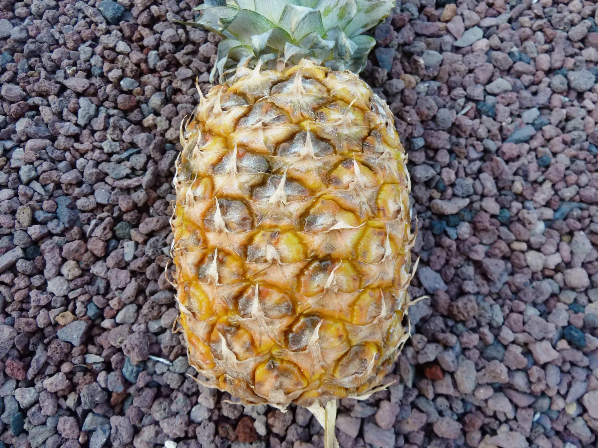 L'ananas : fruit exotique aux vertus nutritionnelles