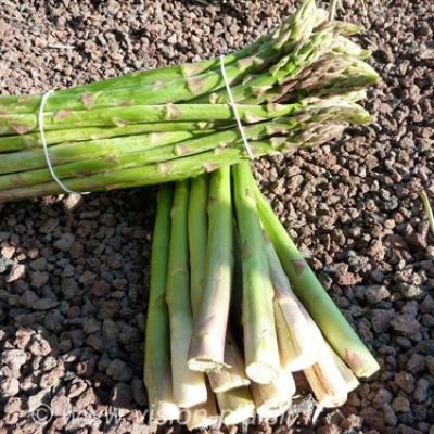 Asperges vertes france 1