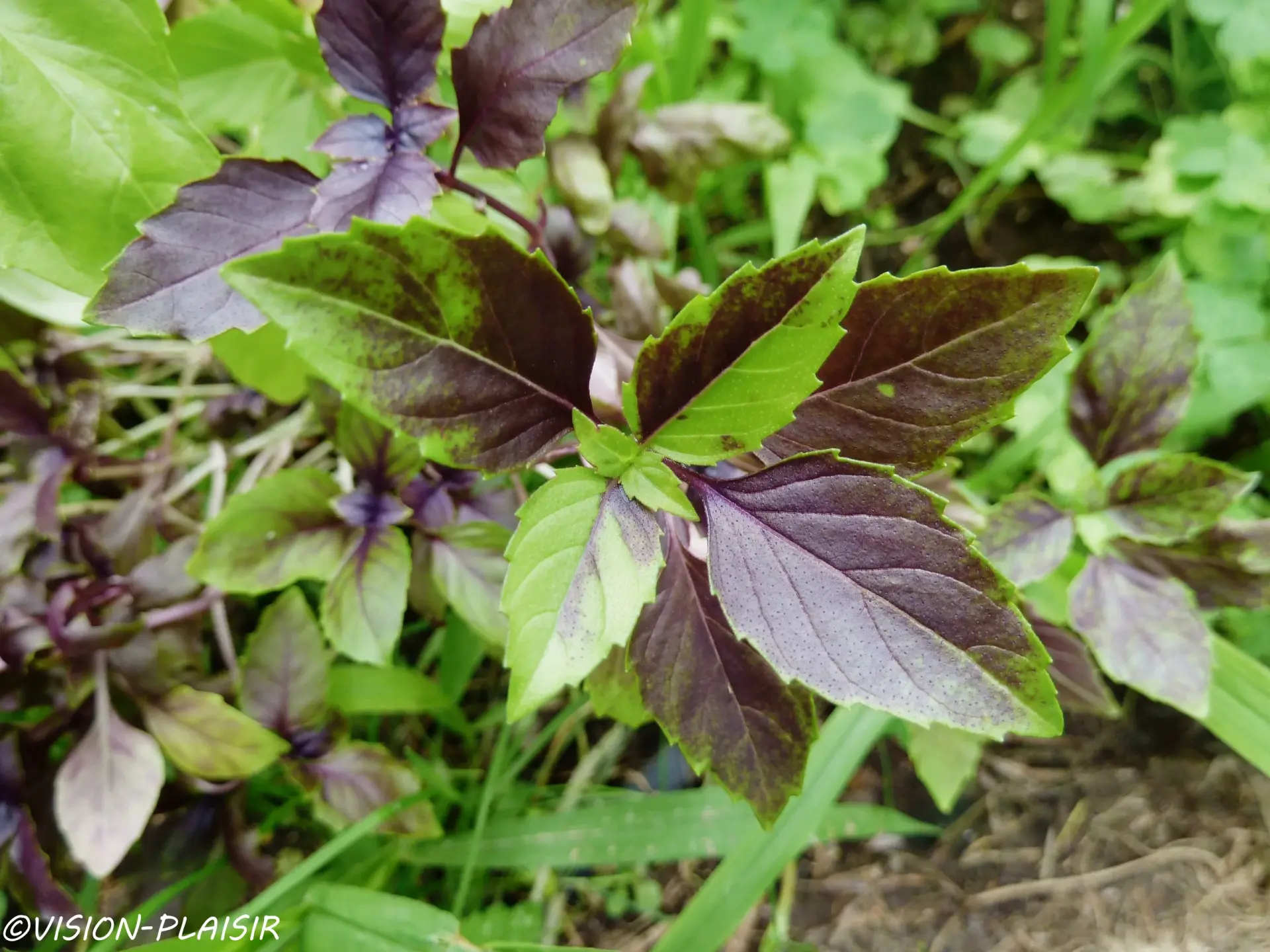 Basilic pourpre