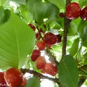 Cerises rouge