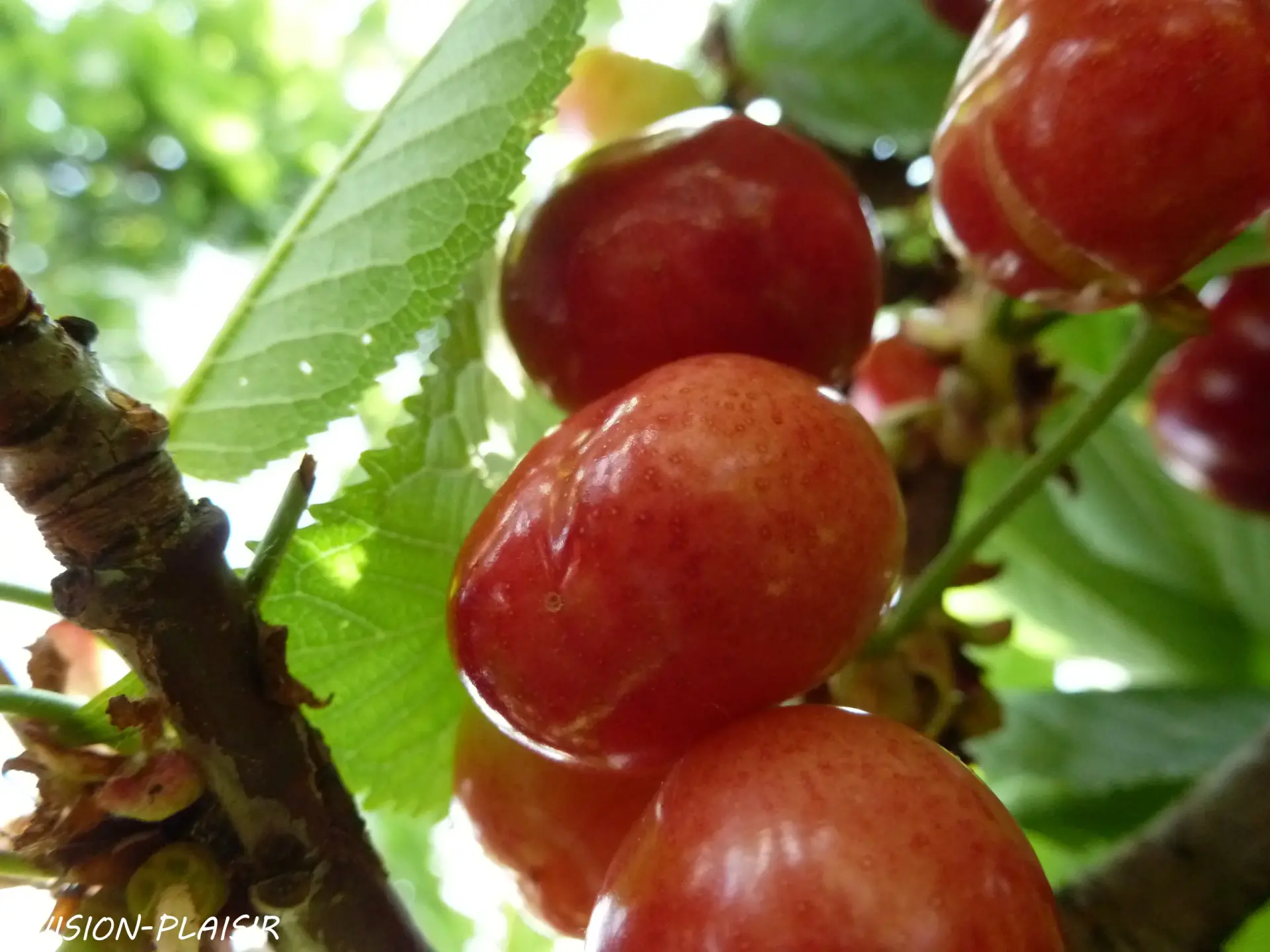 Cerises sur arbre