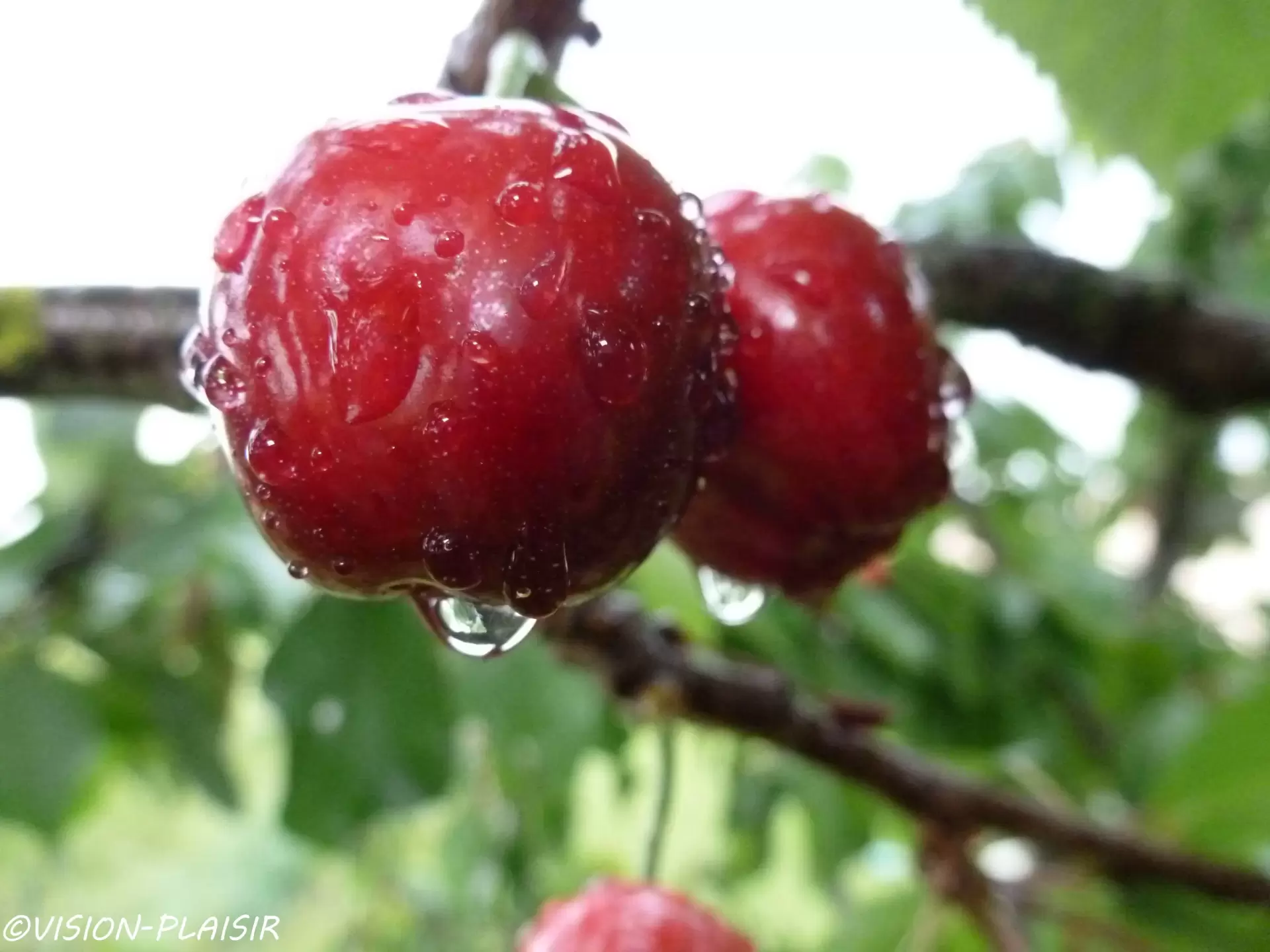 Cerises5