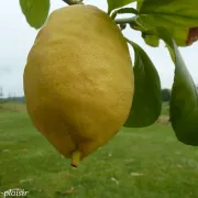 Citron jaune