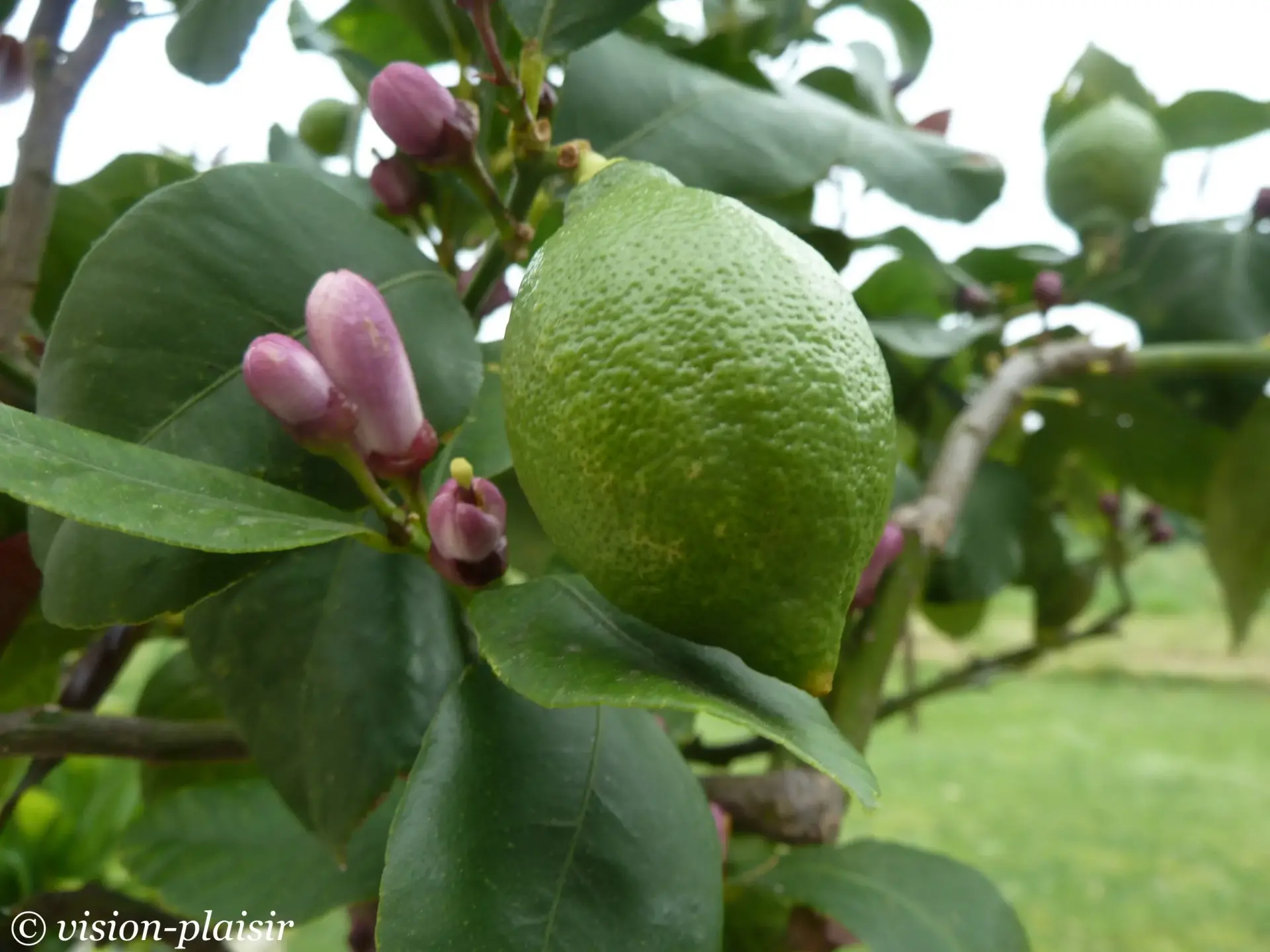 Citron vert