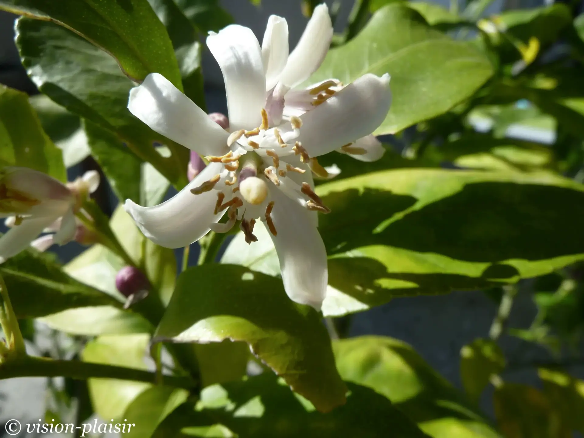 Citron