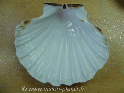 Coquille