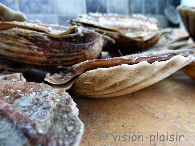 coquilles-de-saint-jacques