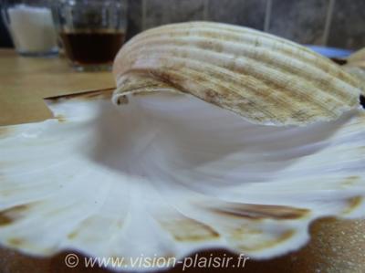 Coquilles stjacque
