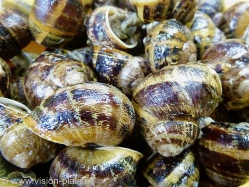 Escargots des charentes