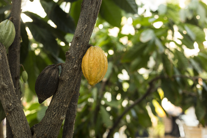 fèves de cacao