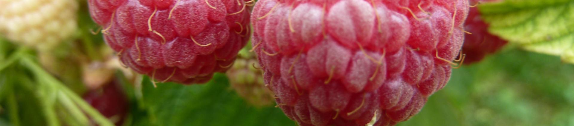 Framboises fruits rouge