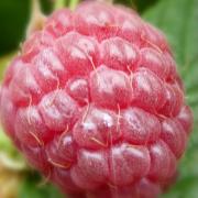 Framboises fruits