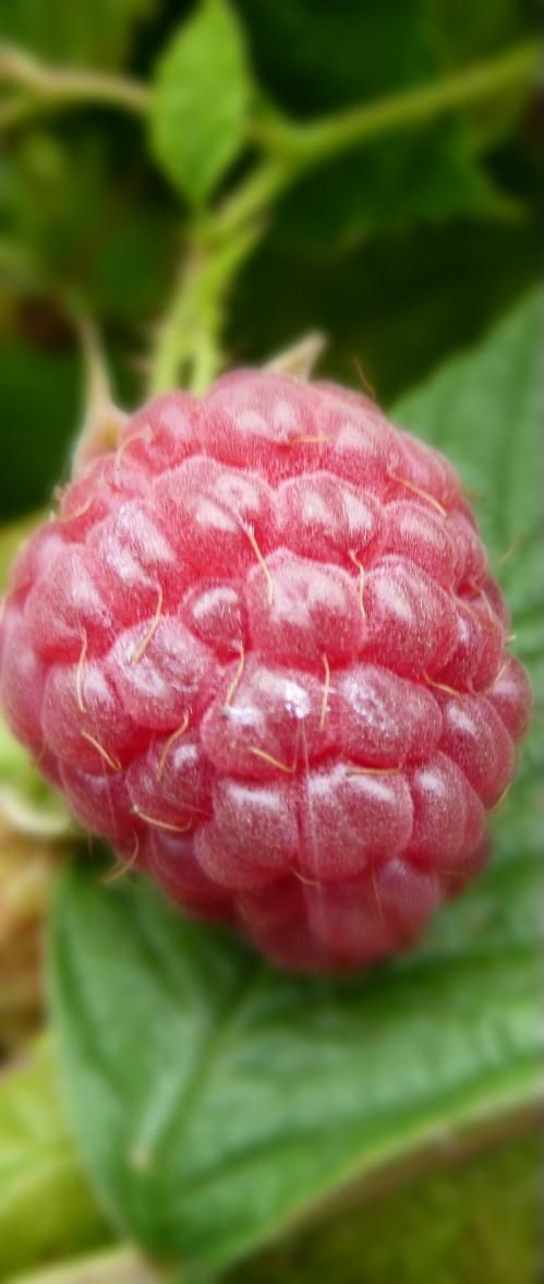 Framboises fruits