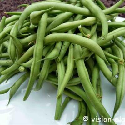 Haricots verts frais