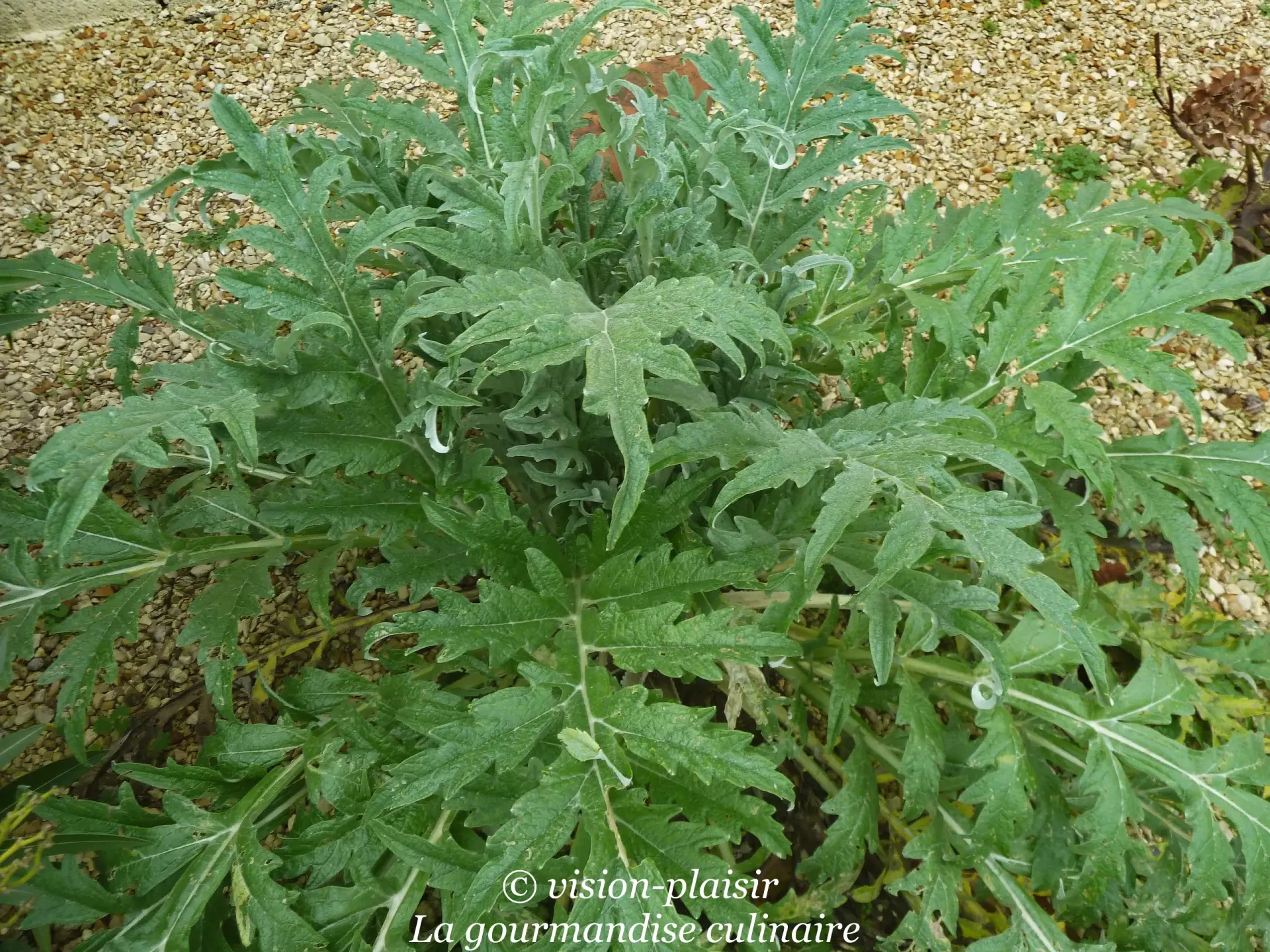 L artichaut en pousse