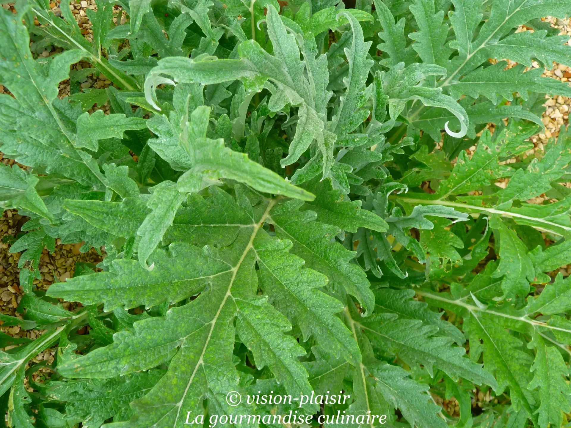 La plante de l artichaut