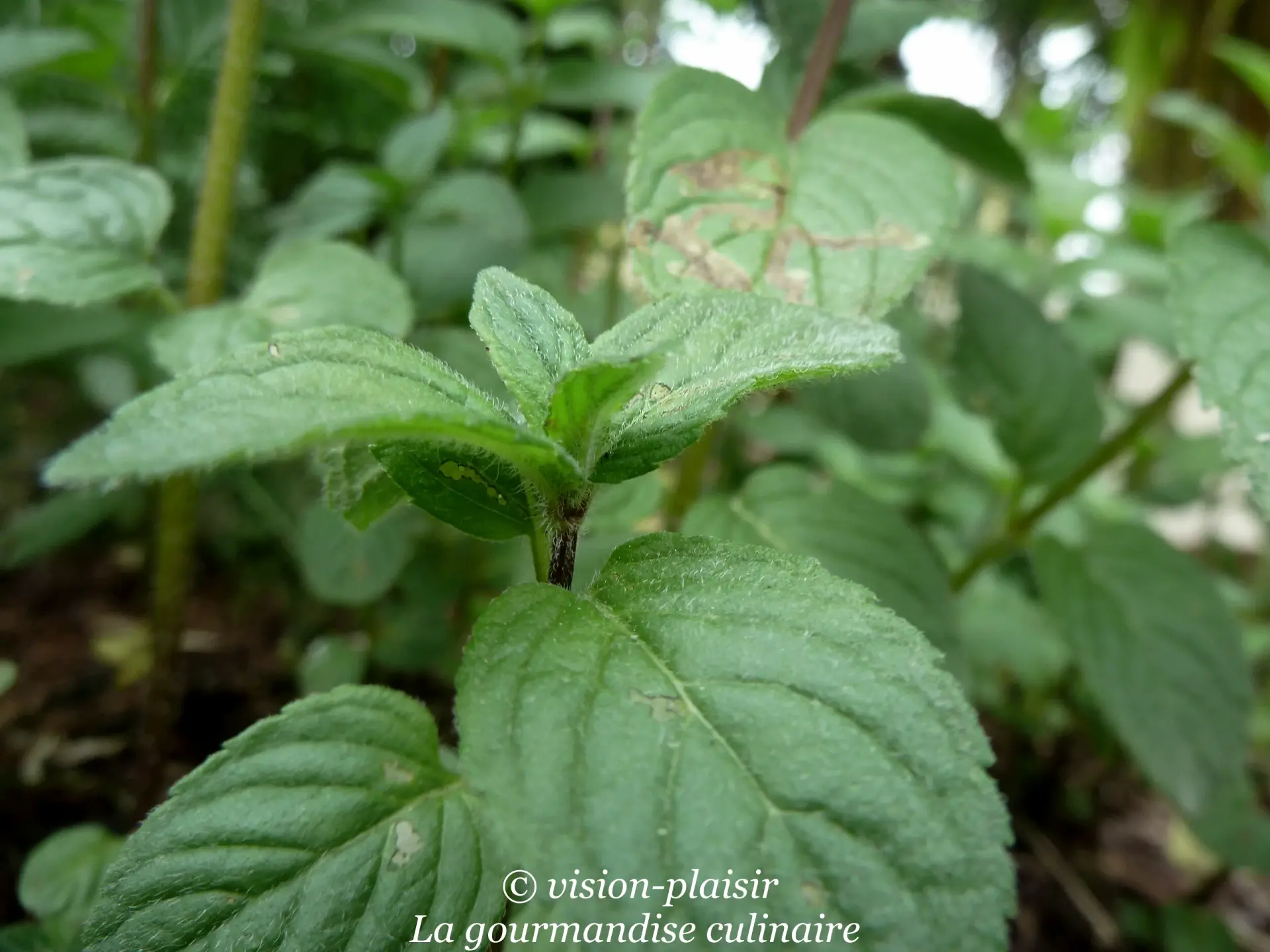 Les menthes 1