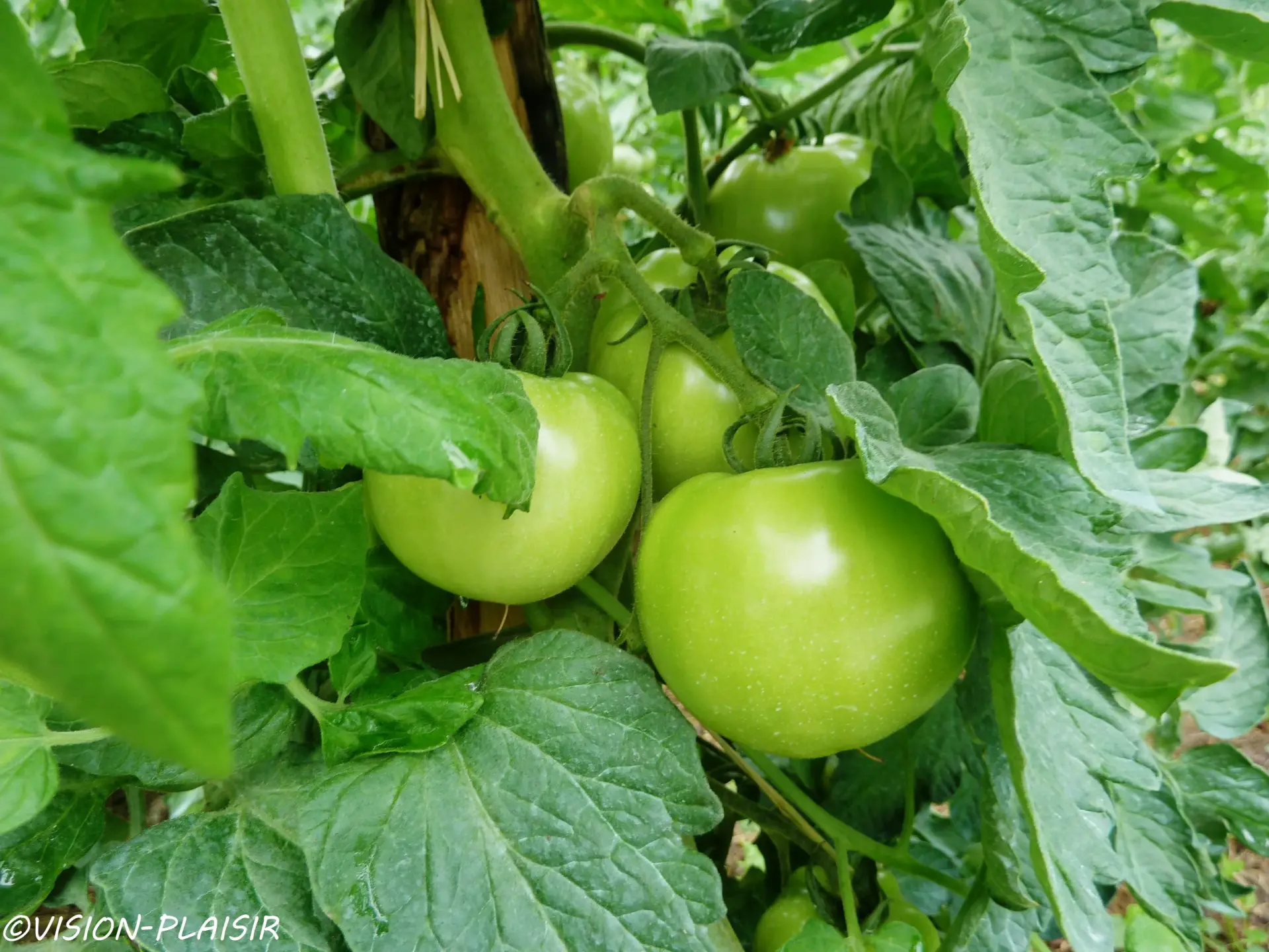 Lot de tomates