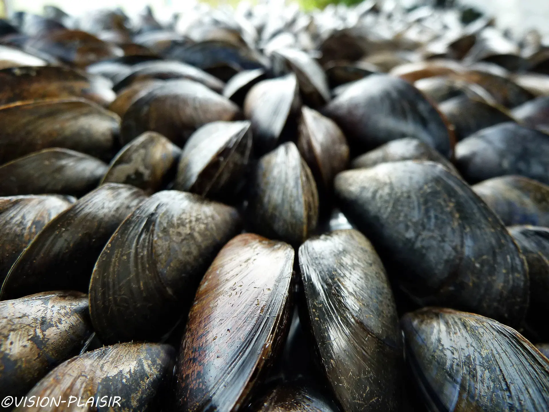 Moule de bouchot