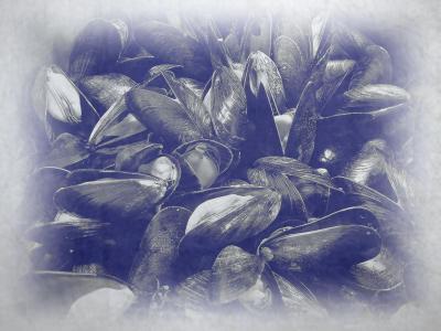 Moules de bouchot charentes