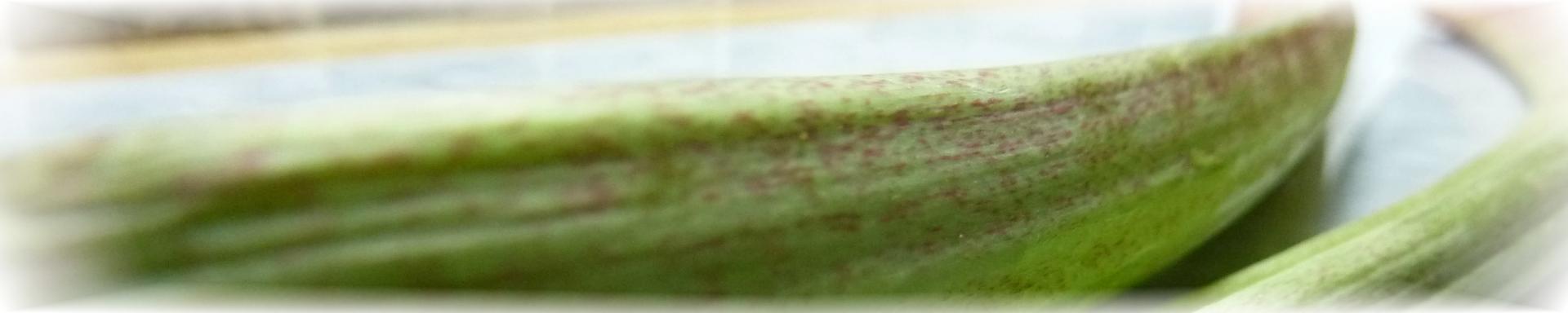 Rhubarbe