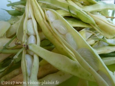 haricots blancs