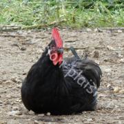 poulet noir