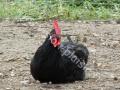 poulet noir