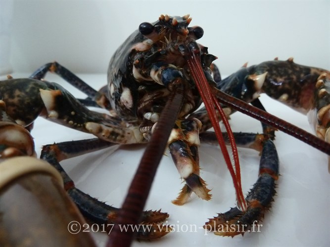 bleu homard