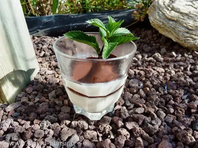 panna-cotta-chocolat-vanille