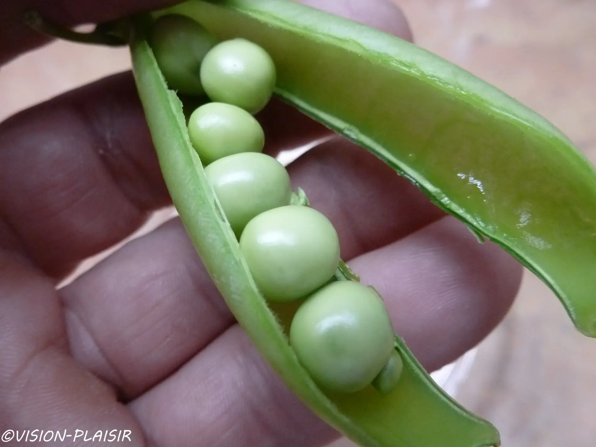 Peti pois entrouvert