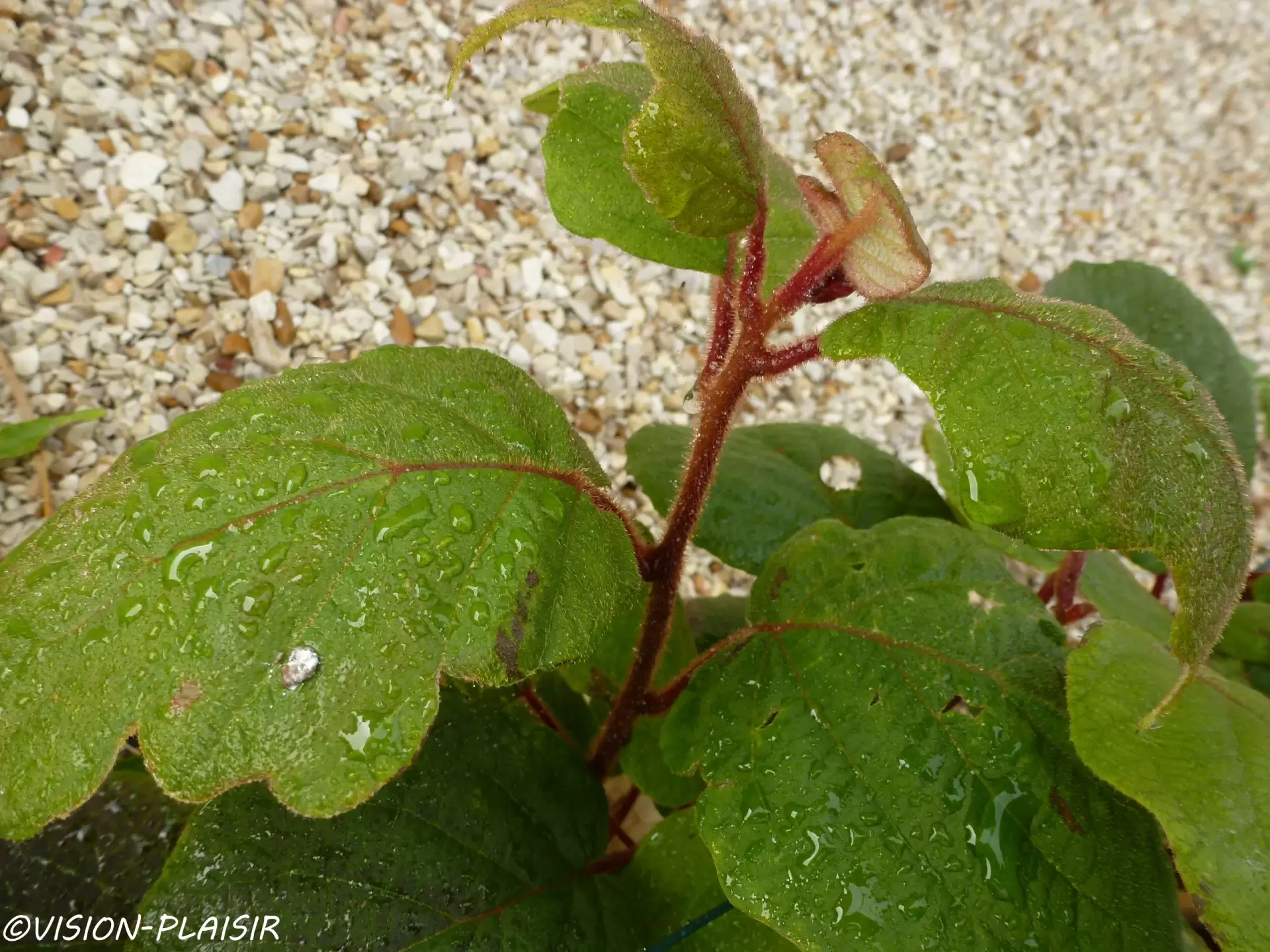 Plante de kiwi