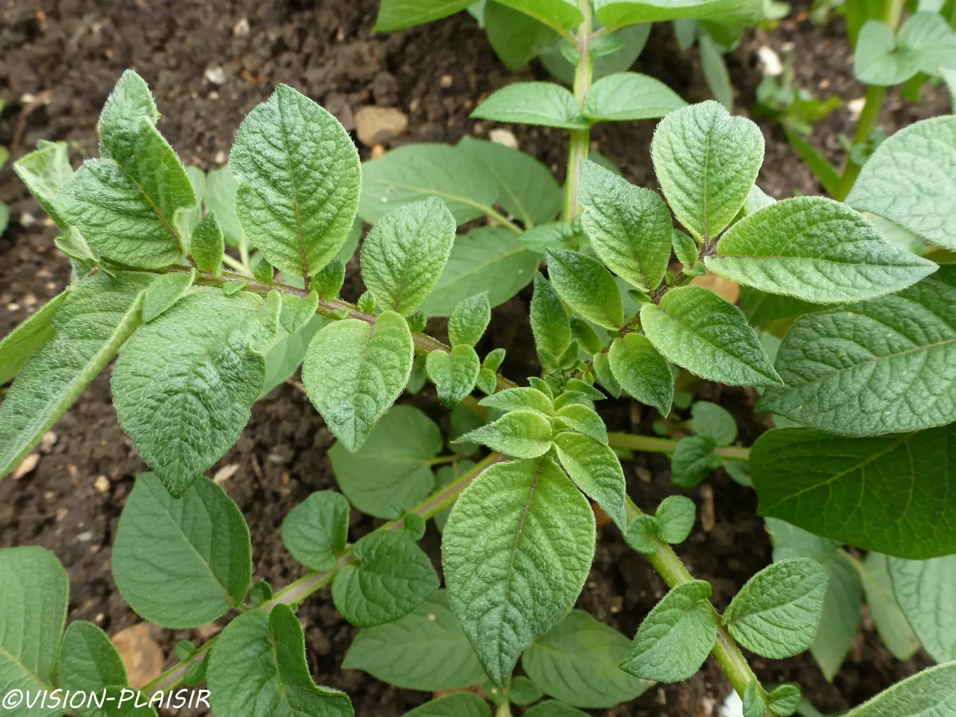 Plante de patate