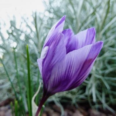 Safran crocus