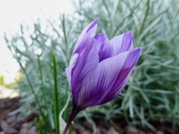 Safran crocus