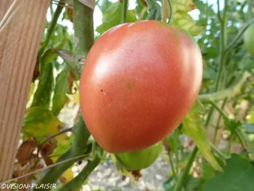 Tomates en murrissement