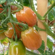 Tomates non mure