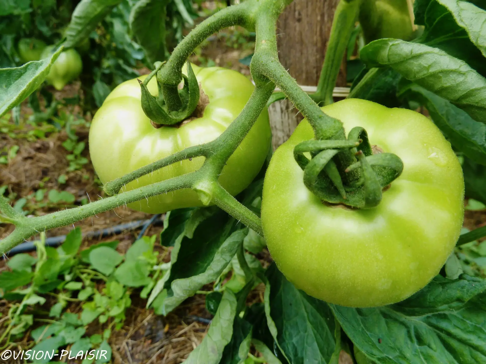 Tomates pas mures 1