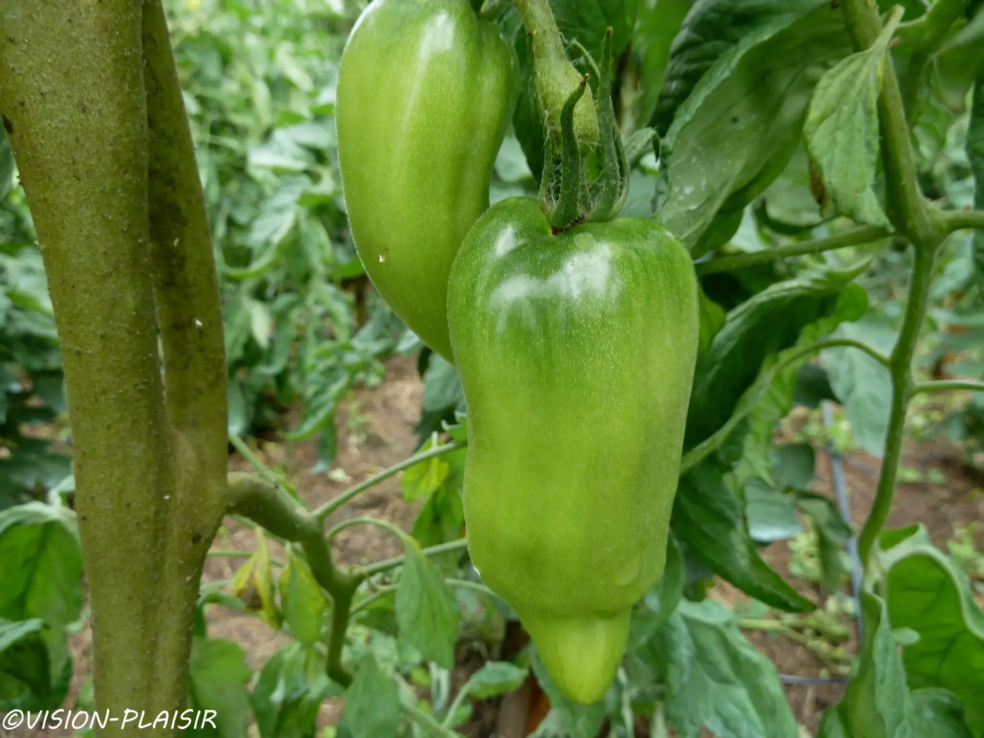 Tomates vertes